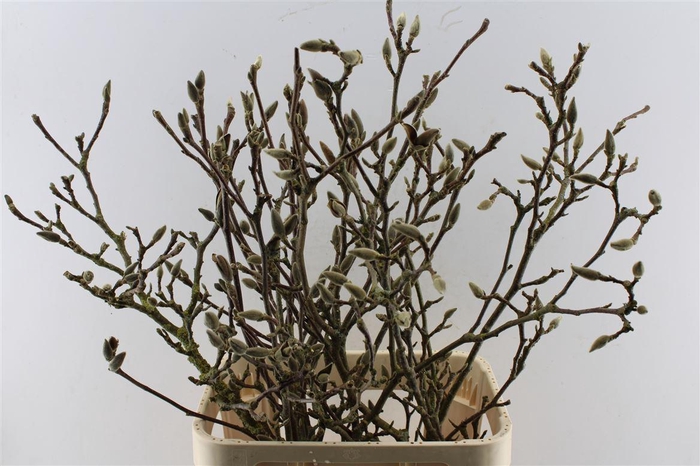 <h4>Magnolia Grandiflora Ex</h4>