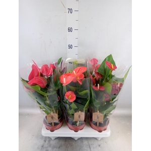 Anthurium   ...mix 4