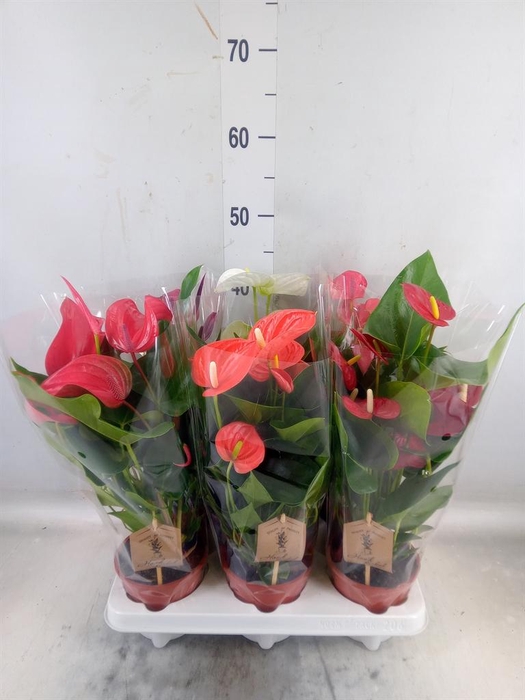 <h4>Anthurium   ...mix 4</h4>