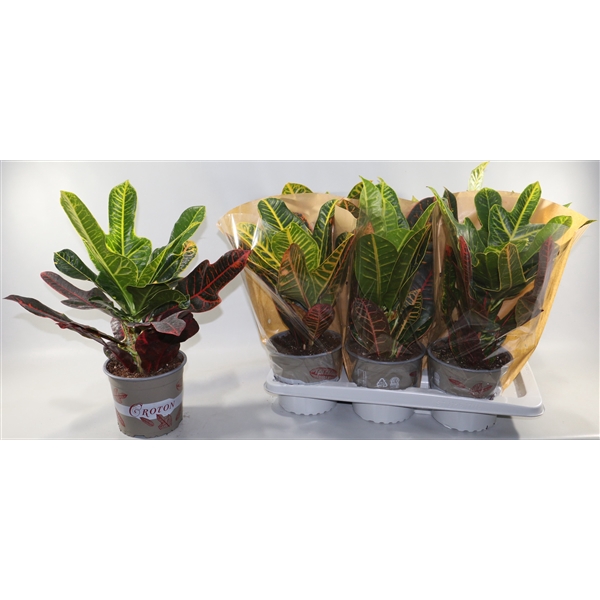 <h4>Croton Mix Excellent en Petra 17cm in Vensterhoes "Sunshiners®"</h4>