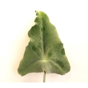 KALANCHOE BEHARENSIS EXTRA