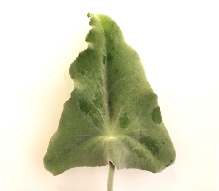 <h4>KALANCHOE BEHARENSIS EXTRA</h4>