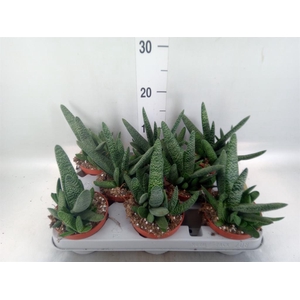 Gasteria carinata var. verrucosa