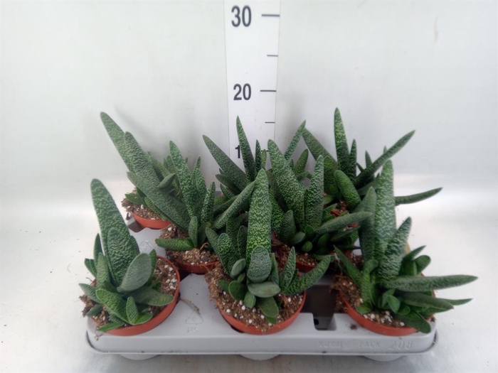 <h4>Gasteria carinata var. verrucosa</h4>