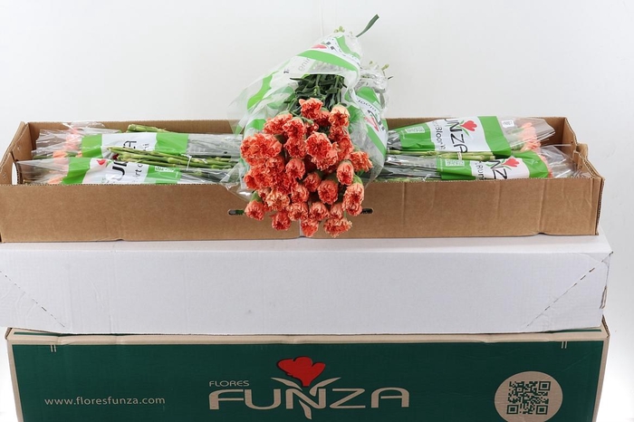 <h4>Di St Hermes Orange</h4>