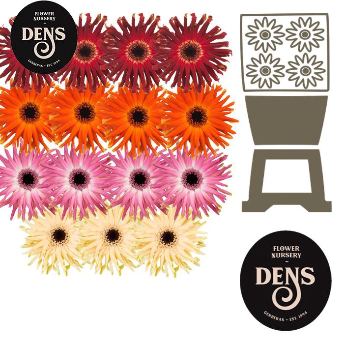<h4>Gerbera Pasta Mix Op Rij Diamond</h4>