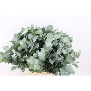 Euca Cinerea 150gr South Africa P Bunch