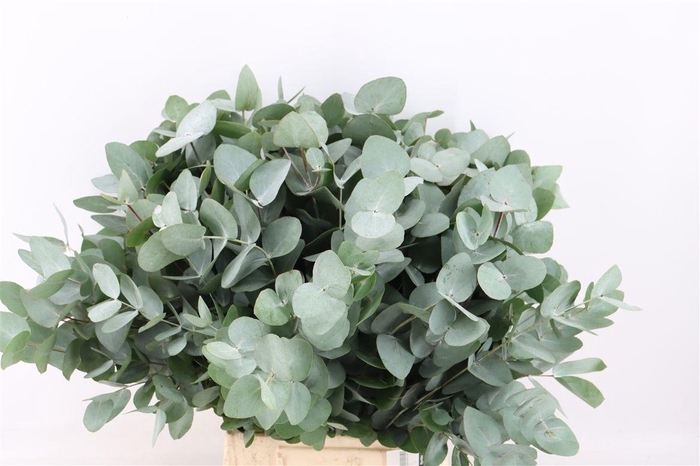 <h4>Euca Cinerea 150gr South Africa P Bunch</h4>