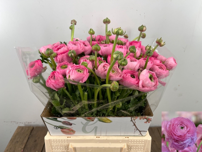 <h4>RAN EL PINK</h4>