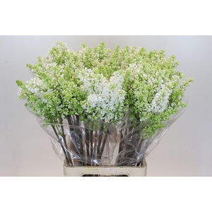 Syringa Vulg Madame Florent Stepman