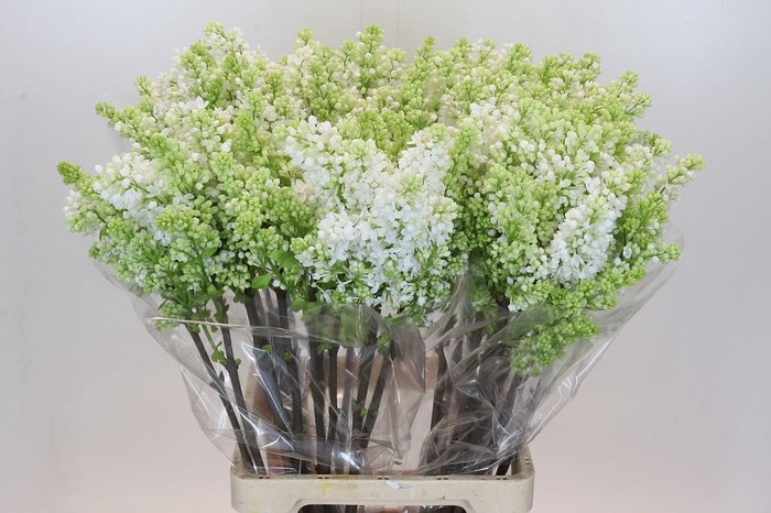<h4>Syringa Vulg Madame Florent Stepman</h4>