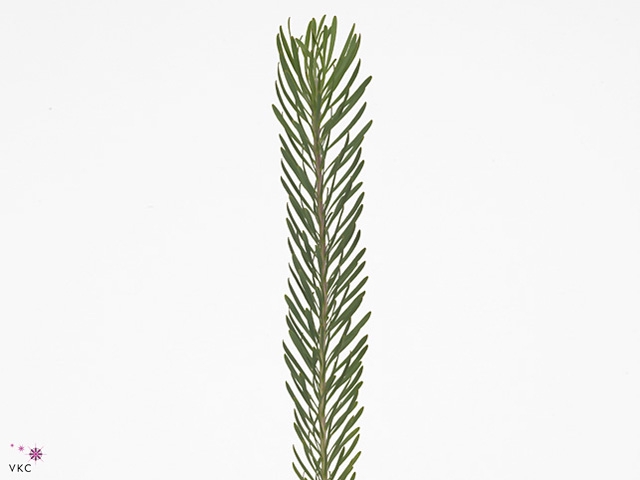 LEUCAD GALPINII