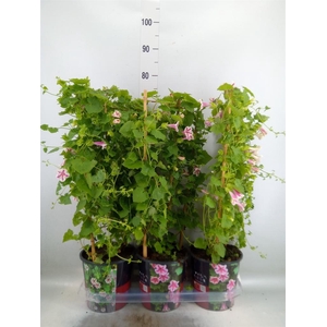 Lophospermum  'Lofos Compact Pink'