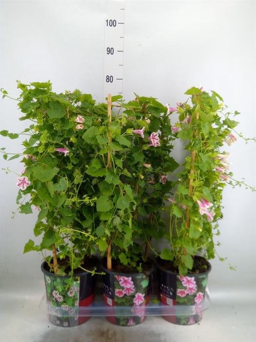 <h4>Lophospermum  'Lofos Compact Pink'</h4>