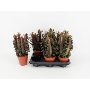 Euphorbia trigona 'Rubra'