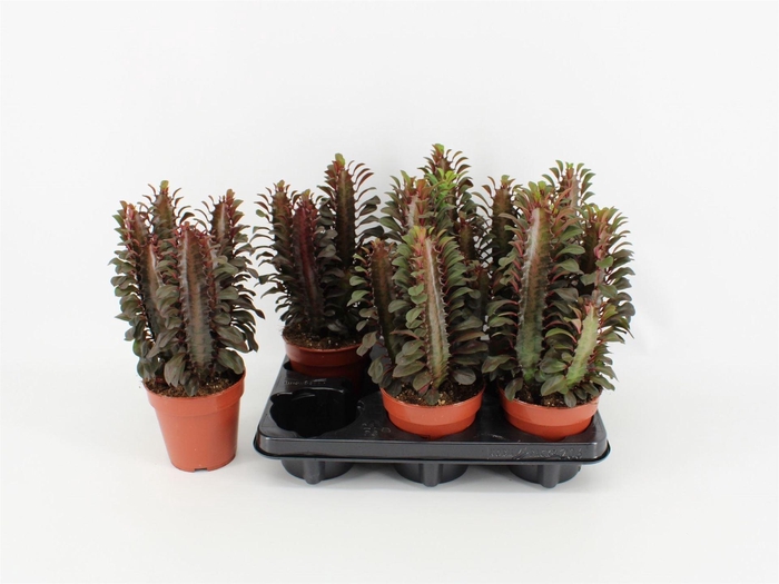 <h4>Euphorbia trigona 'Rubra'</h4>