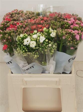 <h4>Kal Gemengd In Fust [queen]</h4>