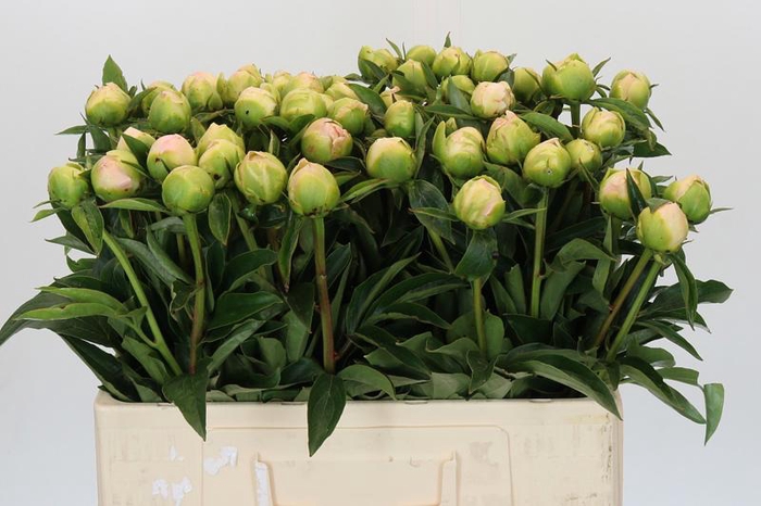 <h4>Paeonia Miss America</h4>