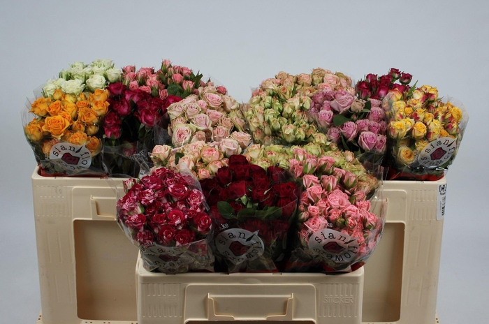 <h4>R TR GEM IN FUST</h4>