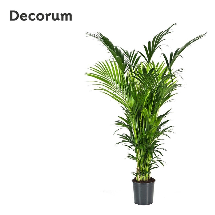 <h4>Howea forsteriana 200cm (Kentia) Decorum</h4>