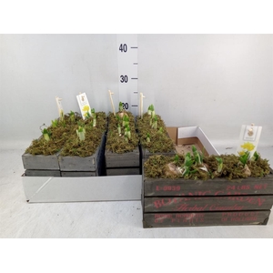 Arr.  Narcissus Tete Tete H%