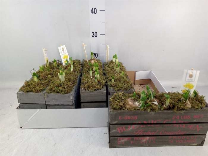 <h4>Arr. Narcissus Tete Tete H%</h4>