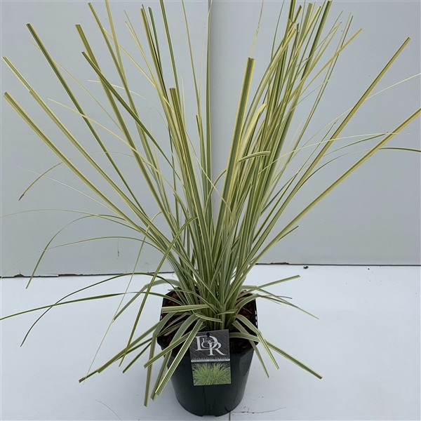 <h4>Graminées Cortaderia 'Splendid Star'</h4>