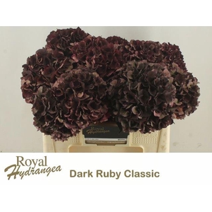 HORT MAGICAL DARK RUBY CLASSIC