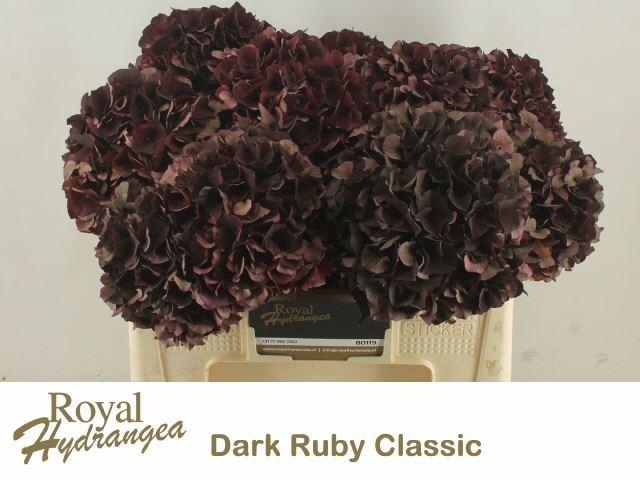 <h4>HORT MAGICAL DARK RUBY CLASSIC</h4>