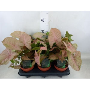 Syngonium podop.