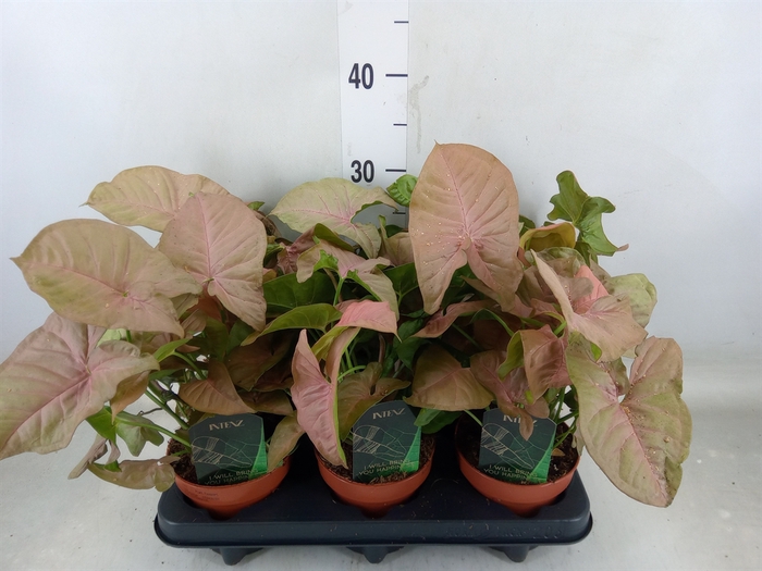 <h4>Syngonium podop.</h4>