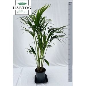 <h4>HOWEA FORSTERIANA</h4>