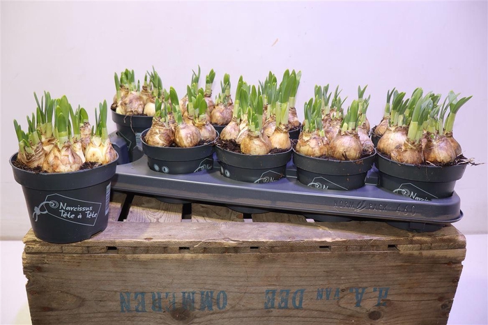 <h4>arr8 Narc O Tete A Tete</h4>