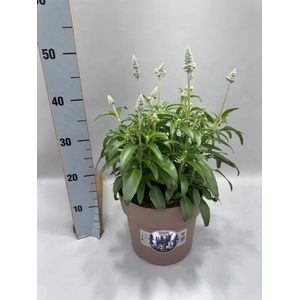 SALVIA FARINACEA