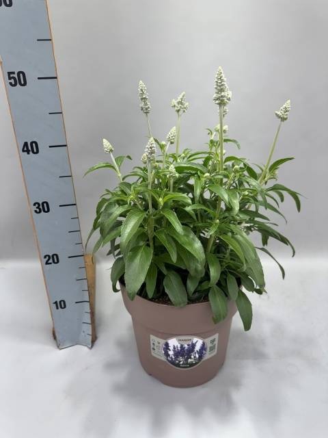 <h4>SALVIA FARINACEA</h4>