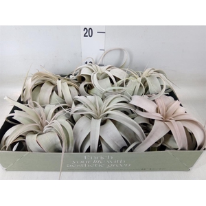 Tillandsia xerographica