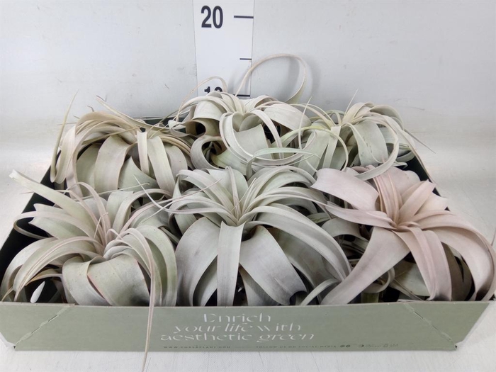 <h4>Tillandsia xerographica</h4>