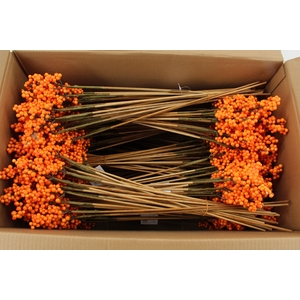 Stick Berries Ilex Orange