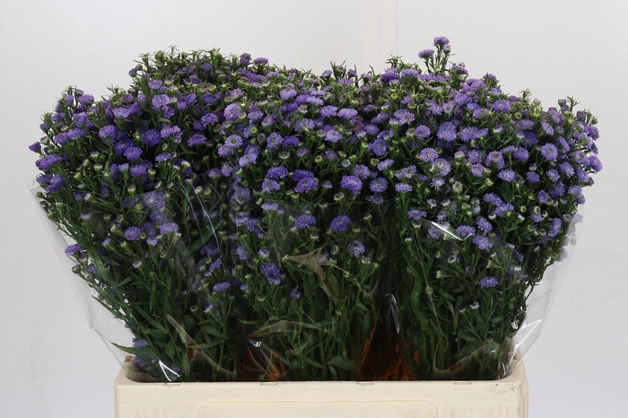 <h4>Aster Baby Blue</h4>