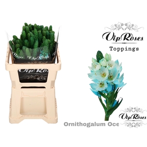 ORNIT MOUNT FUJI  OCEAN BLUE