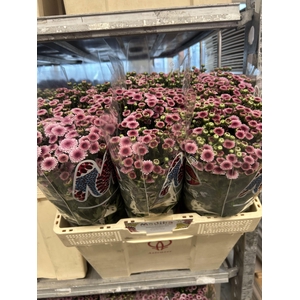 CHR S MAD TYOLO BICO