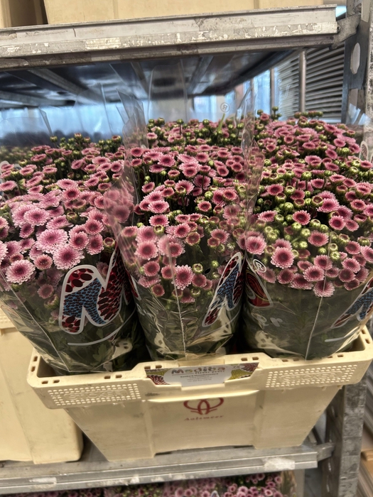 <h4>CHR S MAD TYOLO BICO</h4>