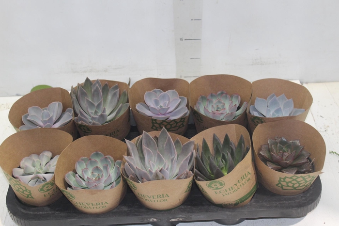 <h4>ECHEVERIA P11</h4>