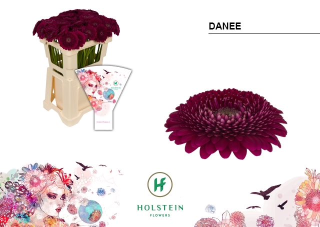 <h4>GE MI Pom Danee</h4>