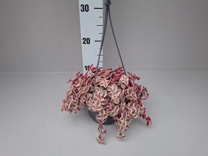 <h4>Crassula marginalis</h4>