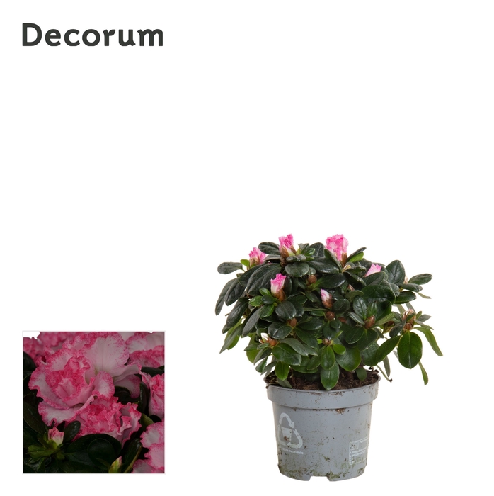 <h4>Azalea 9 cm Bont - Decorum</h4>