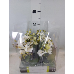 Phalaenopsis multi.   ...white