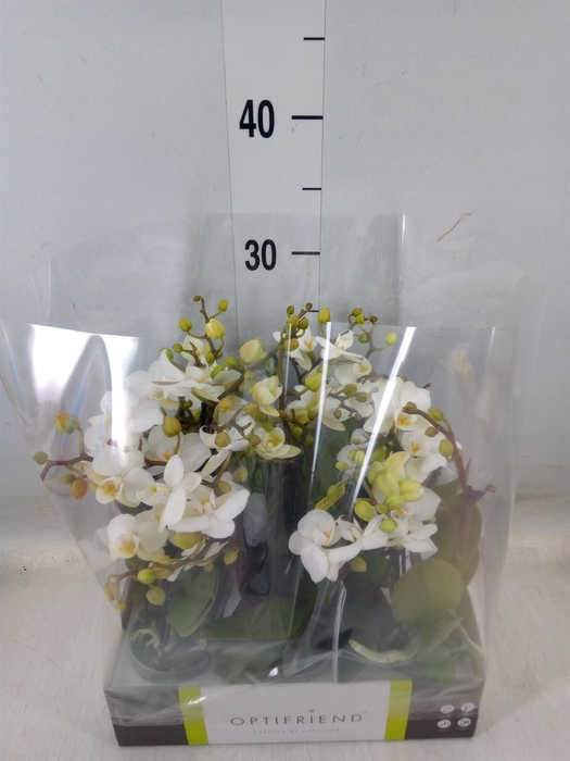 <h4>Phalaenopsis multi.   ...white</h4>