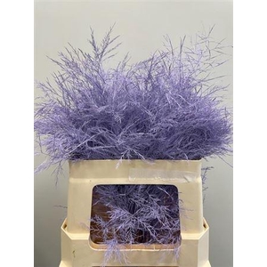 Treefern Light Milka