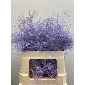 Treefern Light Milka